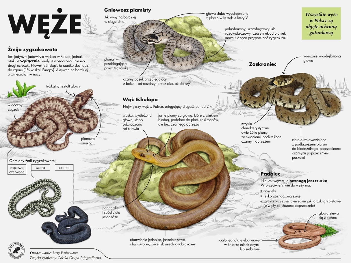 Plansza